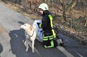Hund und Frauchen im Eis eingebrochen Koeln Dellbrueck Hoehenfelder See P19